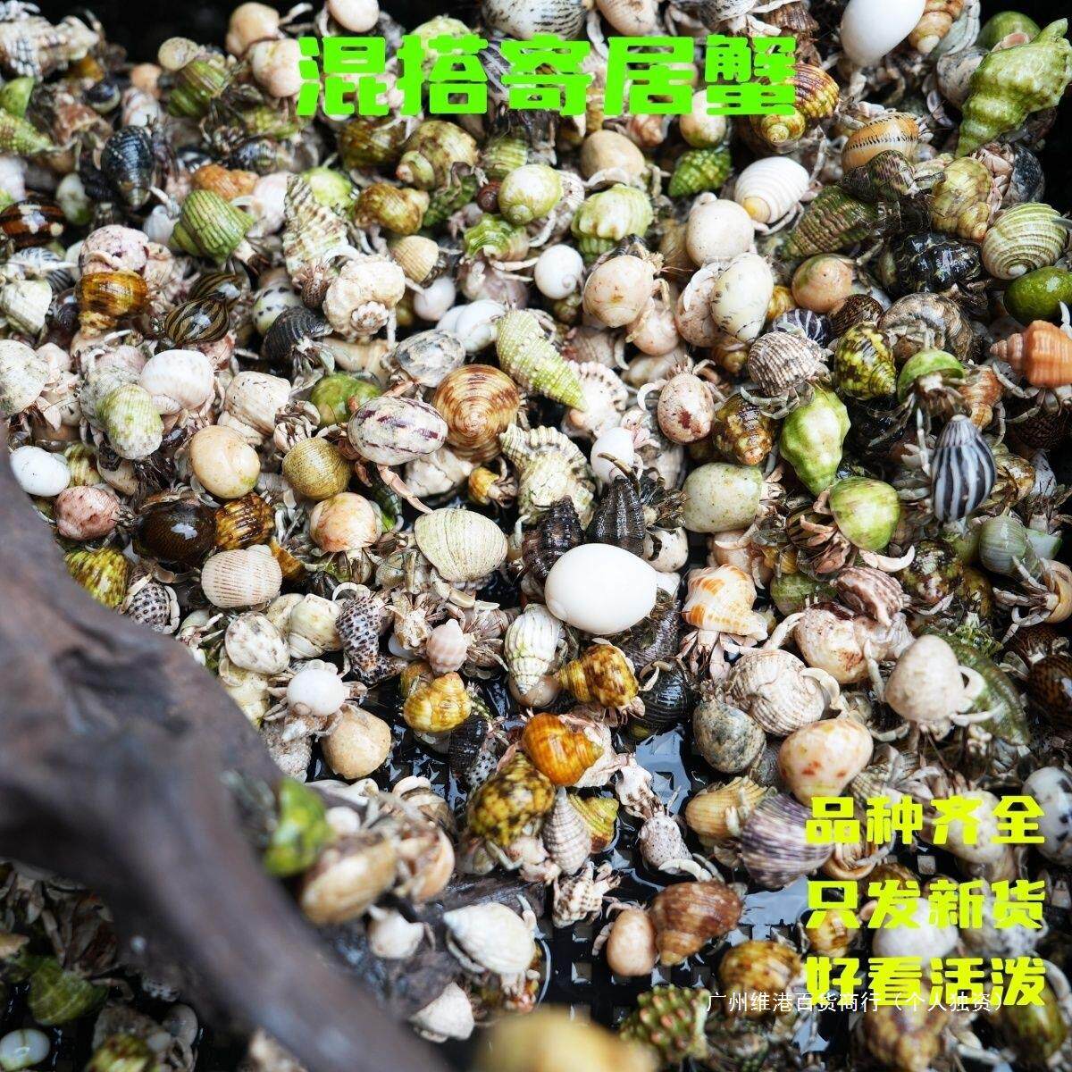 短腕寄居蟹活泼陆生饲养夜市灰白观赏蟹淡水摆摊小豆丁可爱萌宠蟹