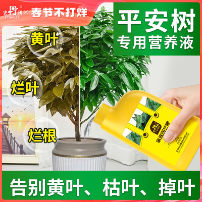 平安树肥料专用肥叶子干枯发黄肥幸福树盆栽家用植物通用型营养液