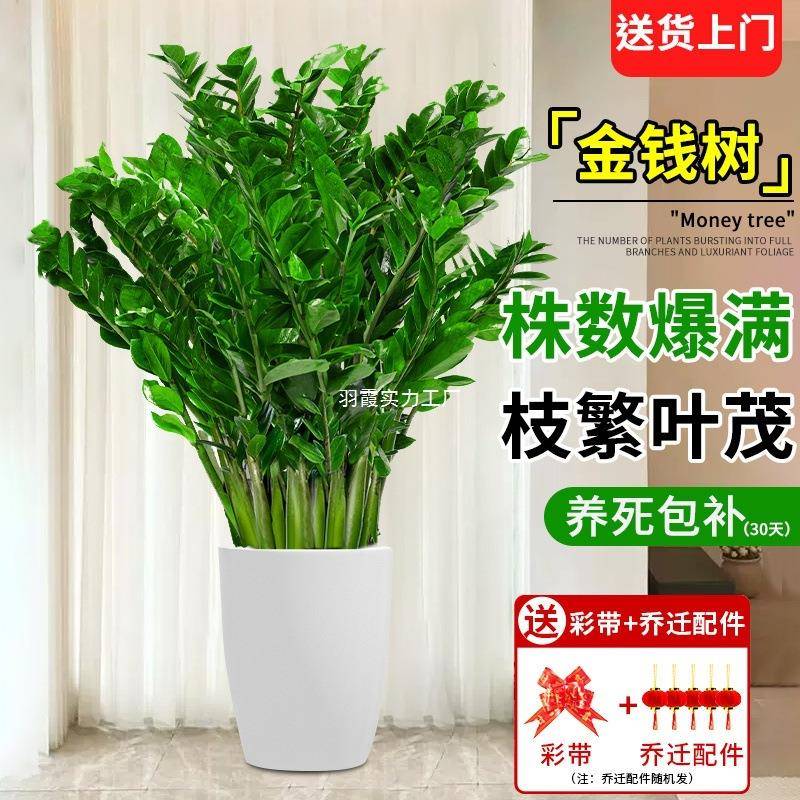 室内植物大型金钱树盆栽客厅好养绿植摇钱串子盆景小发财树
