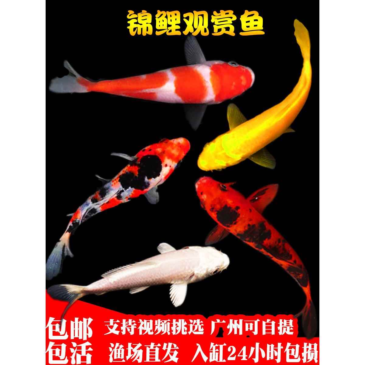 冷水淡水观赏鱼红白锦鲤鱼活鱼草金鱼中大型好养黄金龙凤鲤锦鲫鱼