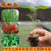 高产辣椒苗特辣朝天椒椒各种蔬菜苗番茄茄子四季 盆栽秧苗
