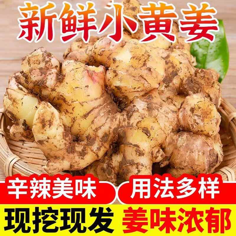 云南小黄姜新鲜生姜黄姜新鲜包邮新姜土姜理疗养生姜