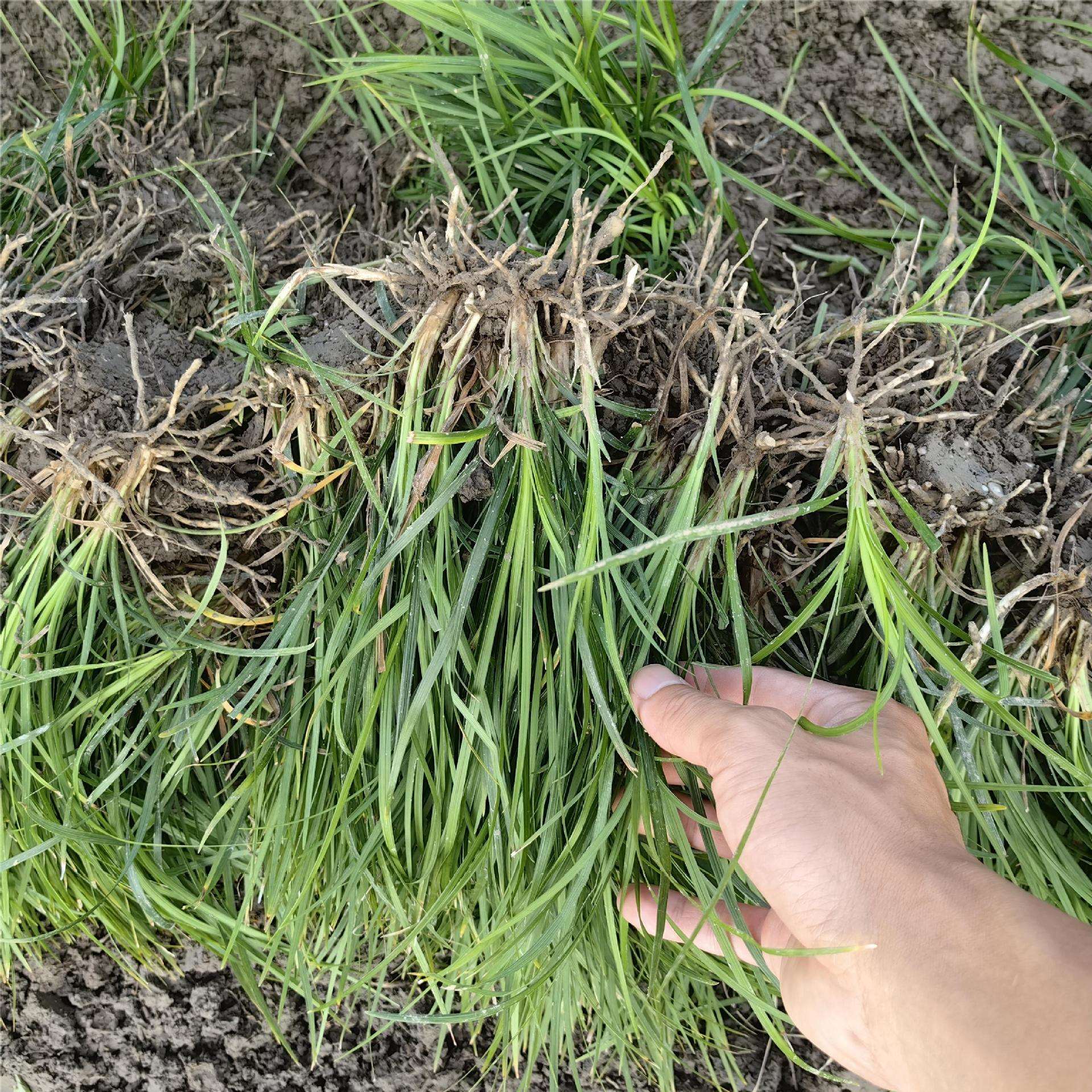 【袋装细叶麦冬草】基地供应大袋长麦冬草沿阶草地被植物草皮