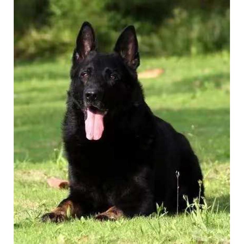 纯种双血统东德牧羊犬犬幼犬警犬马犬黑狼犬纯黑东德幼崽养殖狗粮