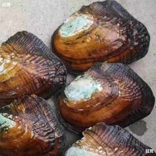 多珠蚌壳真空河蚌自己打淡水开珍珠珠蚌活鲜活蚌取珠单珍批发