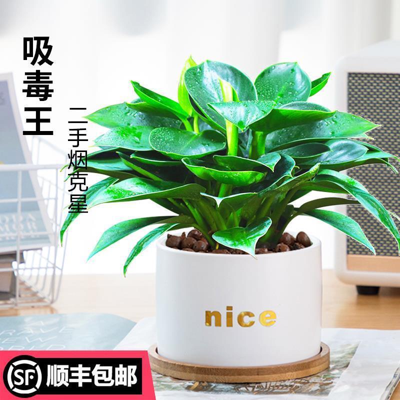 金钻盆栽植物绿萝箩水培绿植室内吸除甲醛多肉四季好养花卉