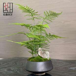 中花绿植盆景样艺板房客式 厅售楼处F96SHJ9M玄关植物文竹盆新栽摆