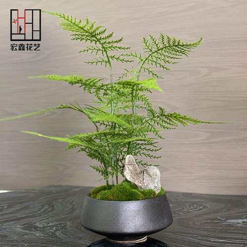 中花绿植盆景样艺板房客式厅售楼处F96SHJ9M玄关植物文竹盆新栽摆