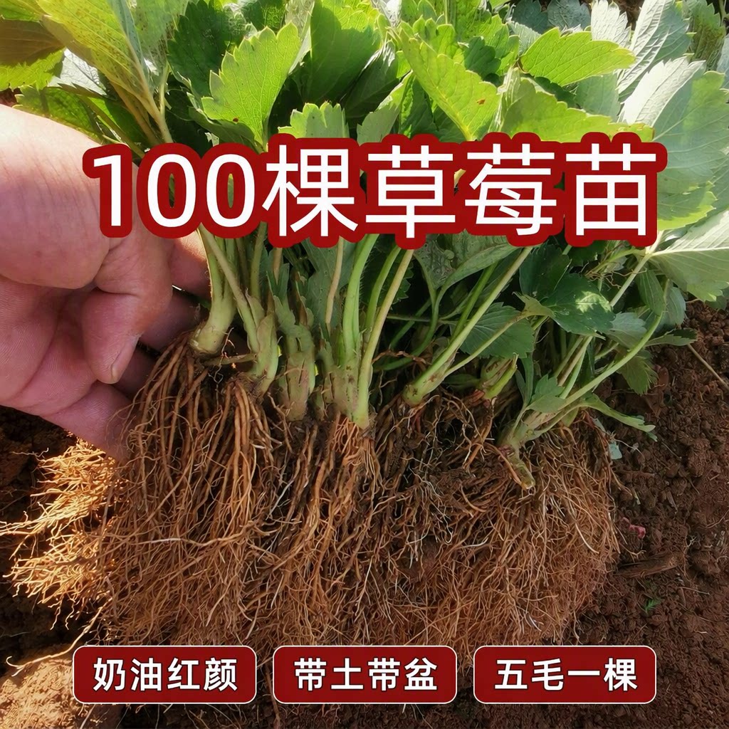 100棵草莓苗奶油红颜盆栽食用带土带盆牛奶果草莓秧苗种籽旗舰店
