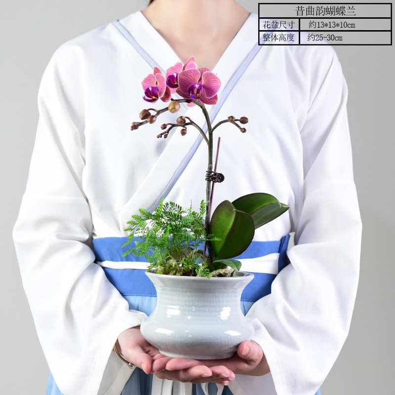 活花苗盆栽花卉易花剑四季盆栽蝴蝶兰植室内植物带花客厅苞养绿好
