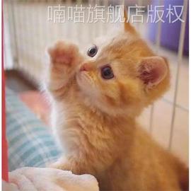 橘猫土猫中华田园猫狸花猫活体纯黑猫白猫狮子猫奶牛可爱捕鼠大猫