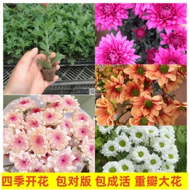 进口重瓣菊花苗四季开大花食用雏菊盆栽室内外庭院阳台花卉绿植物