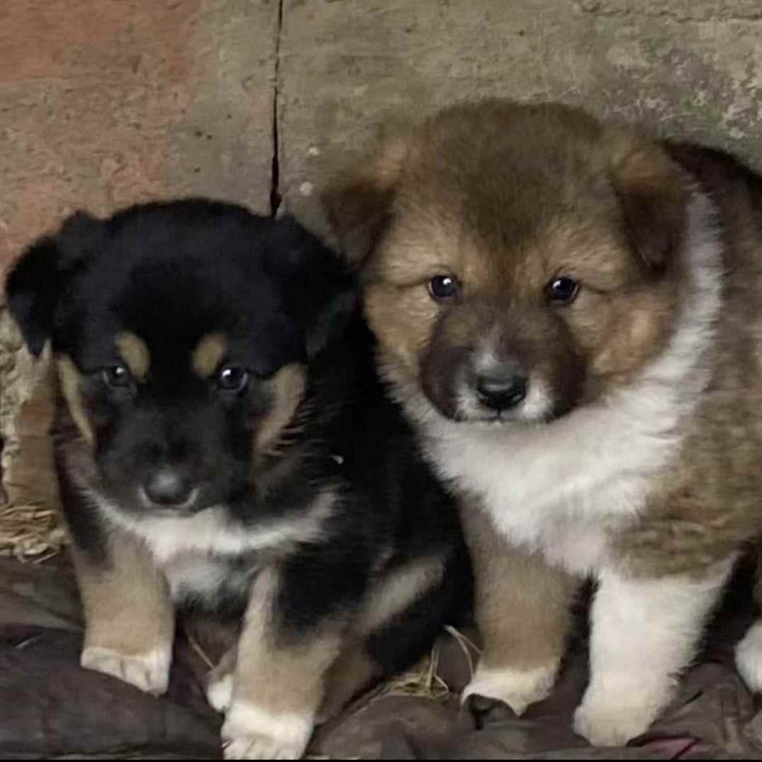 四眼铁包金幼犬农村好养活广西土猎犬中华田园犬巡山犬家养看门狗