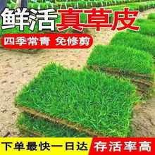 草皮真草坪带泥土绿化护坡别墅花园庭院果岭草台湾草马尼拉