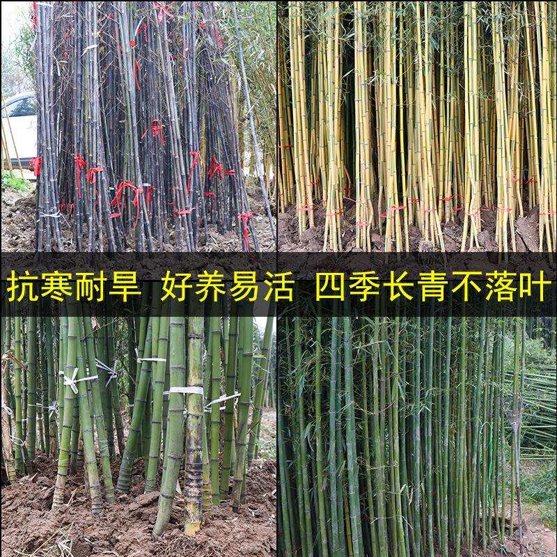 黄金竹苗间庭院阳台种植速生好养活四季常青庭院绿化