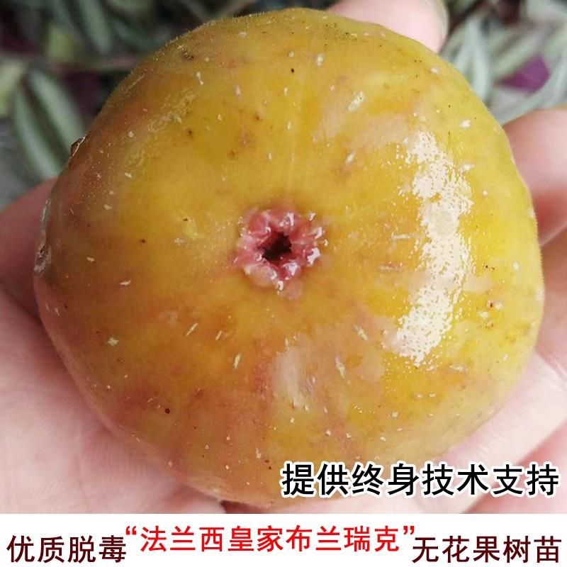 无花果树苗法兰西皇家布兰瑞克耐寒盆栽地栽南北方种植当年结果苗