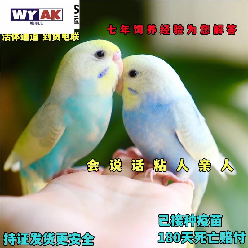 鹦鹉活鸟一公一母大头虎皮手养会说话的幼鸟唱歌小鸟牡丹玄凤观赏图片