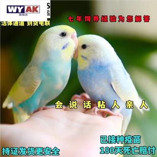 鹦鹉活鸟一公一母大头虎皮手养会说话的幼鸟唱歌小鸟牡丹玄凤观赏