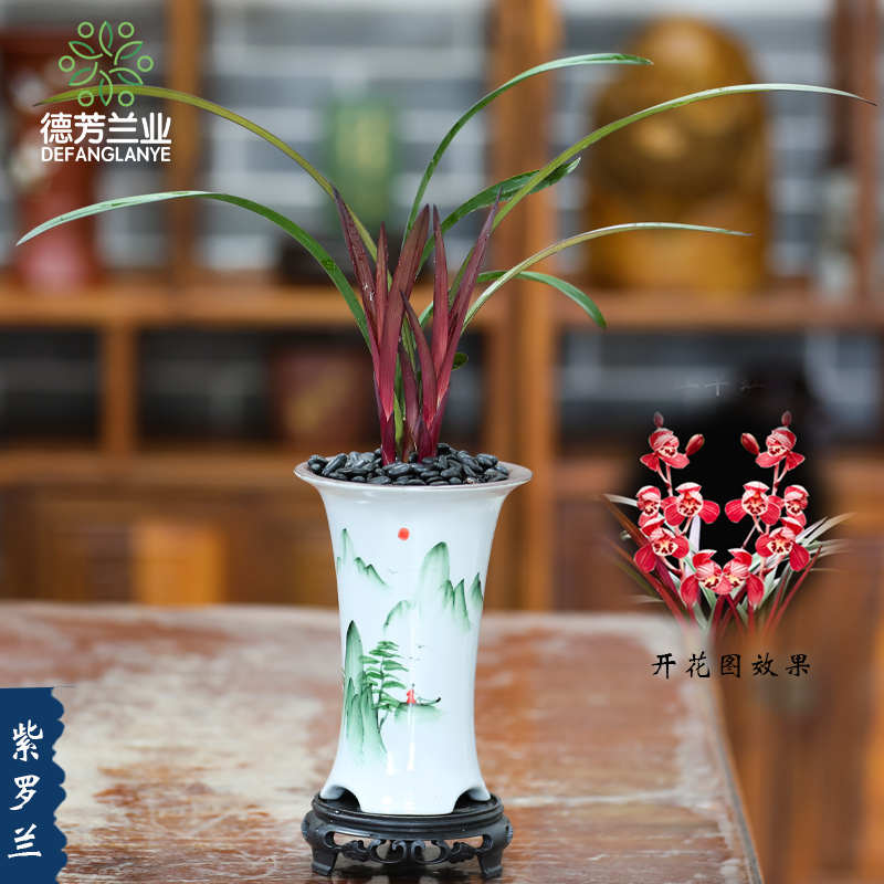 德芳兰业兰花苗建兰紫罗兰带盆种好浓香室内阳台花卉绿植盆栽好养