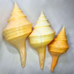 天然海螺澳洲长香螺贝壳工艺品摆件旅游区纪念品大海螺摆件海洋