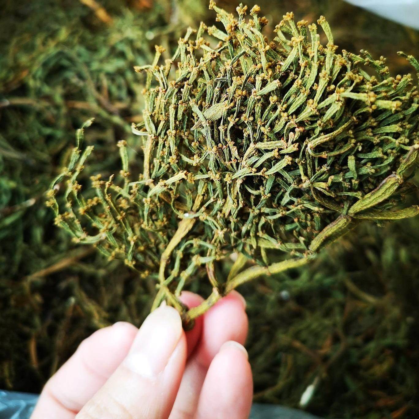 景迈野生古树螃蟹脚云南普洱香气足回甘甘甜味道纯正纯料春茶批零