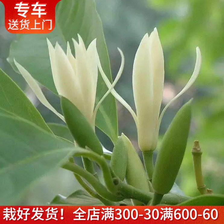 大型白兰花盆栽 多年生植物花期长木本绿植物花香清新白玉兰