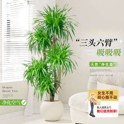 大型室内养树植物好大号绿植盆景龙须禄客厅盆栽真龙血树多头树植