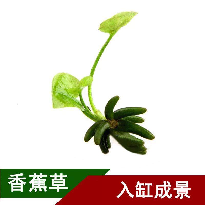 鱼缸香蕉草水草无需二氧化碳种植前景懒人水草小鱼缸装饰活体植物,宠物/宠物食品及用品,水草,淘宝优惠券,粉丝福利购,淘宝优惠卷