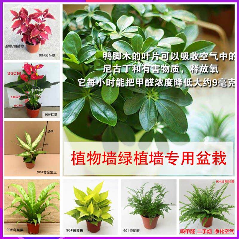 鸭脚木七叶莲鹅掌柴室内外盆栽小绿植垂直绿化植物墙工程专用苗木