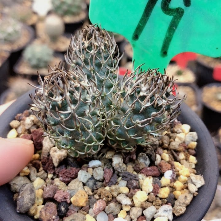 精品仙人球直播.实生黄龙丸姣丽