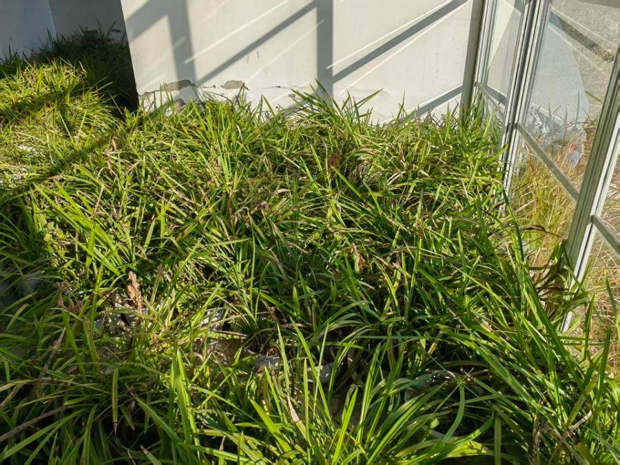 1月16日南通盆栽兰花一批（约900盆）网络拍卖公告