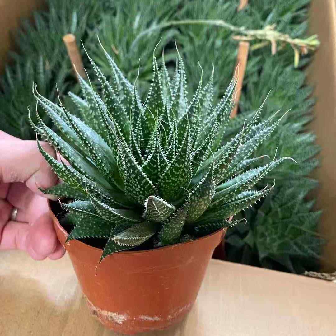 基地直供 多肉植物花卉盆栽 多肉植物如意 居家绿植花卉120#波露