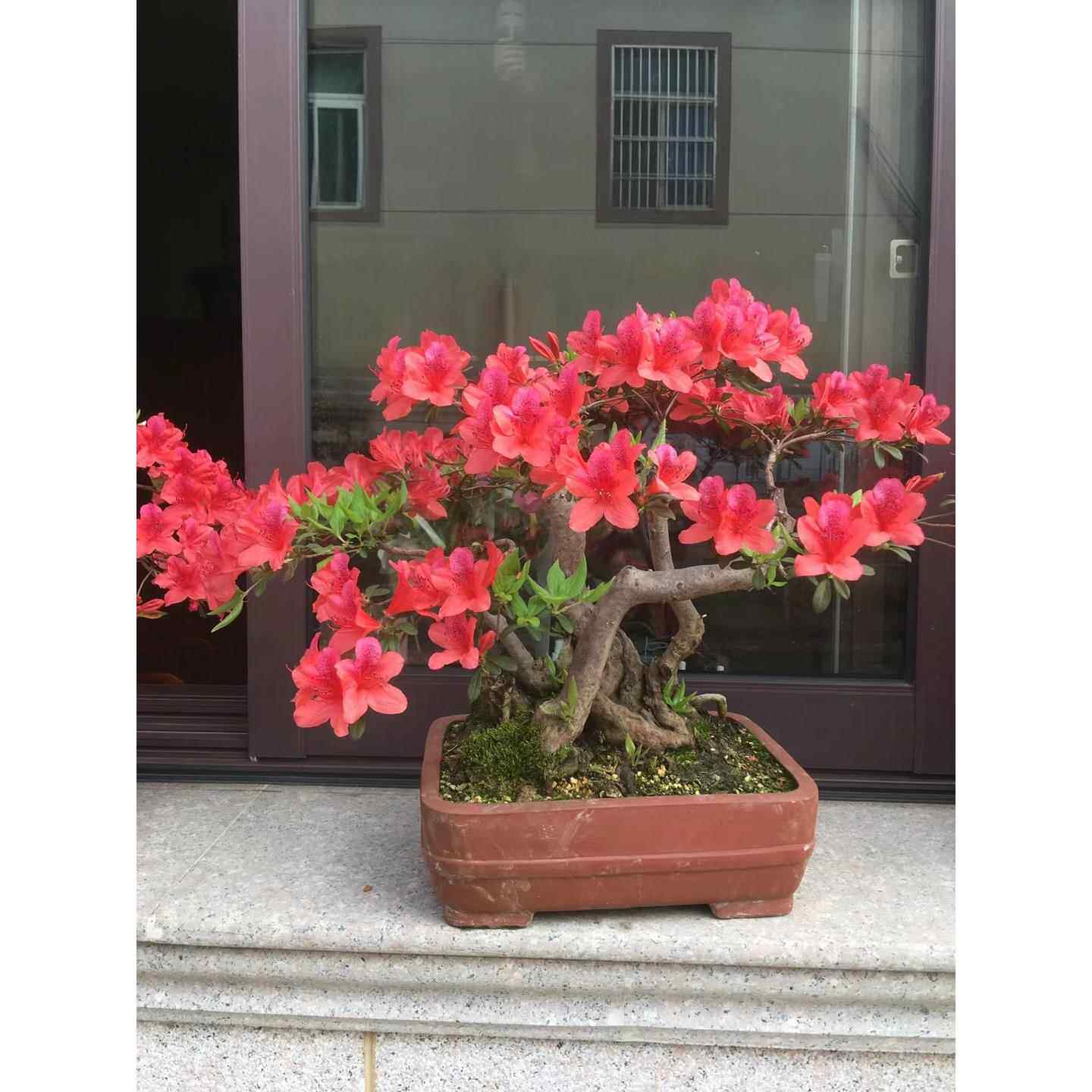 赤楠 乌饭绿植老桩盆景盆栽