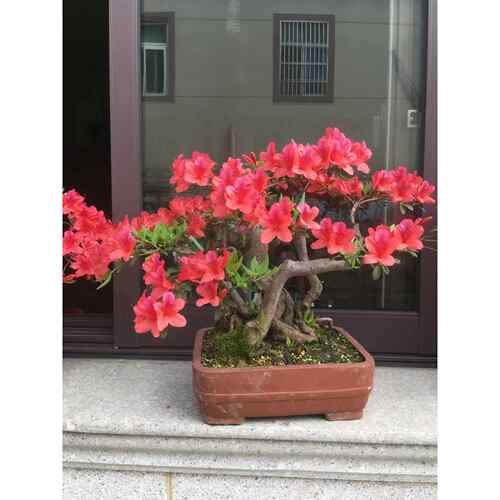 赤楠 乌饭绿植老桩盆景盆栽