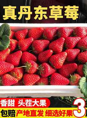丹东草莓大果新鲜99草莓红颜九九牛奶草莓水果空运礼盒装