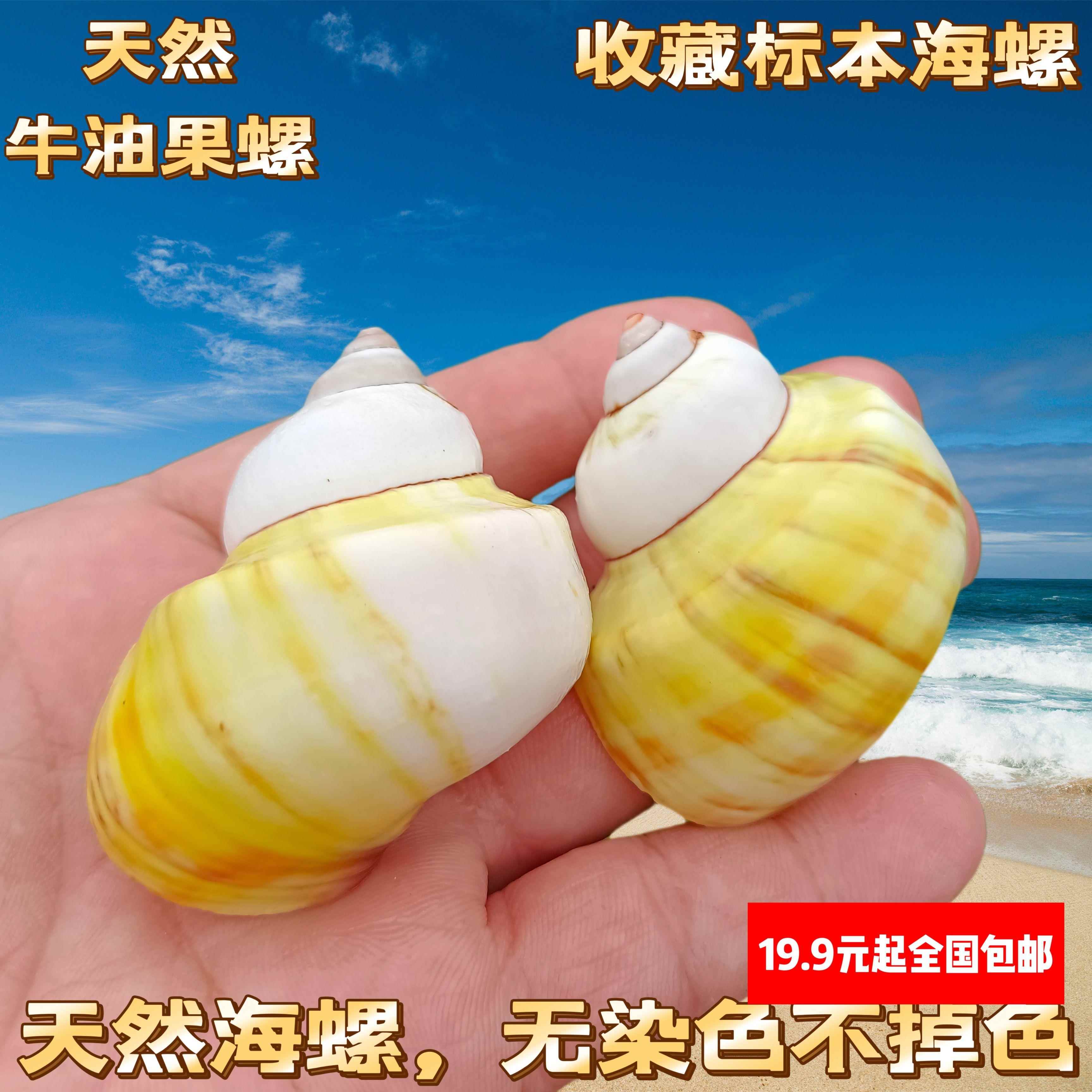 天然海螺贝壳牛油果螺寄居蟹卷贝鱼替换壳鱼缸造景家居摆饰装饰品