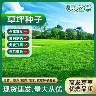 青广场公园道路球场露营狗牙根草籽 草坪种子护坡绿化混播四季