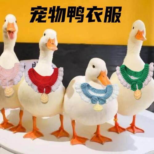 柯尔鸭衣服宠物鸭子项圈装饰可爱服装用品鹅小鸡子穿的衣服鸭围脖