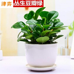 喜阴的花