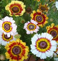 Cross-border bestsellers, 60 varieties of flowers, suitable for all four seasons, suitable for beginners, outdoor and home gardening, flower gardening thumbnail 4