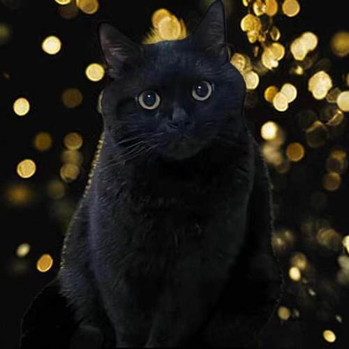 便宜田园猫成年黑白奶牛猫