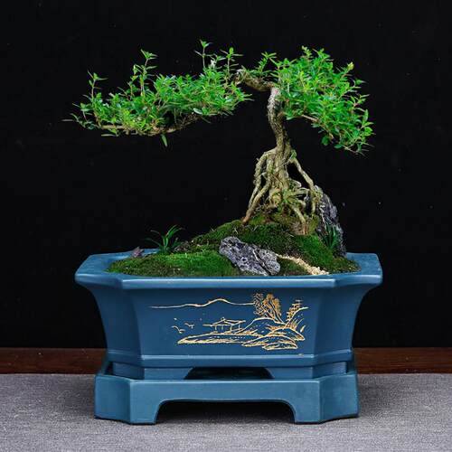 精品方形紫砂花盆长方带底座马槽刻绘松柏盆景发财树文竹清仓特价