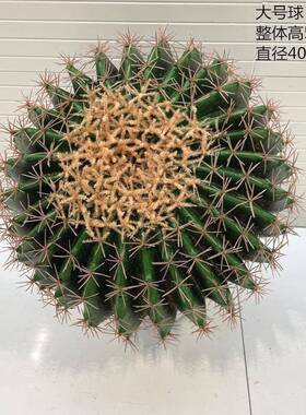仿真人球仙仙人掌多热带植物植绿盆栽装饰拍摄SM-XRQ道具假花肉摆