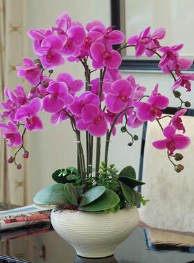 Orchid potted large pot indoor plant flowers in living room