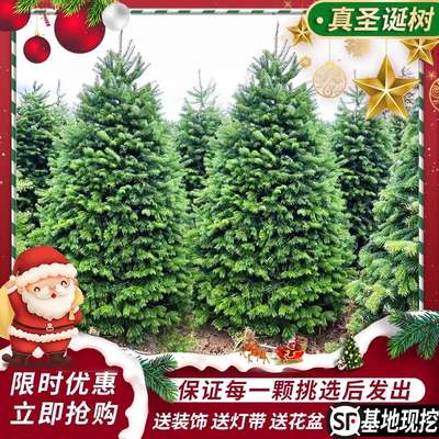 真的圣诞树真树活的云杉圣诞树盆栽大型小型2024新款圣诞树诺贝松