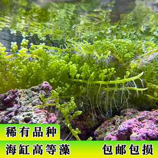 海缸高等藻水草柏林系统葡萄藻羽毛藻大葡萄藻稀有品种藻缸吸收NP