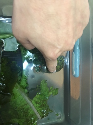 分享使用感受超威蚊香液怎么样，质量性能优缺点