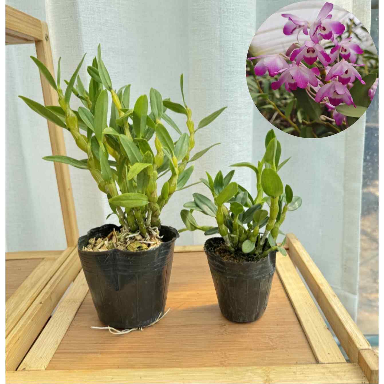 韶关樱石斛 稀有樱石斛 不是金钗开花粉色非常漂亮花期长洋兰吊兰