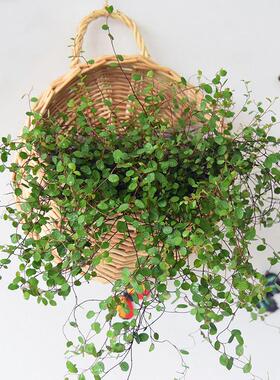 壁挂花盆花篮藤编花盆阳台花架墙壁挂编织悬挂竹编挂墙挂花篮