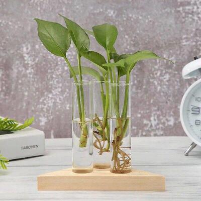 Transparent Glass Vase Wooden Frame Bonsai Desktop